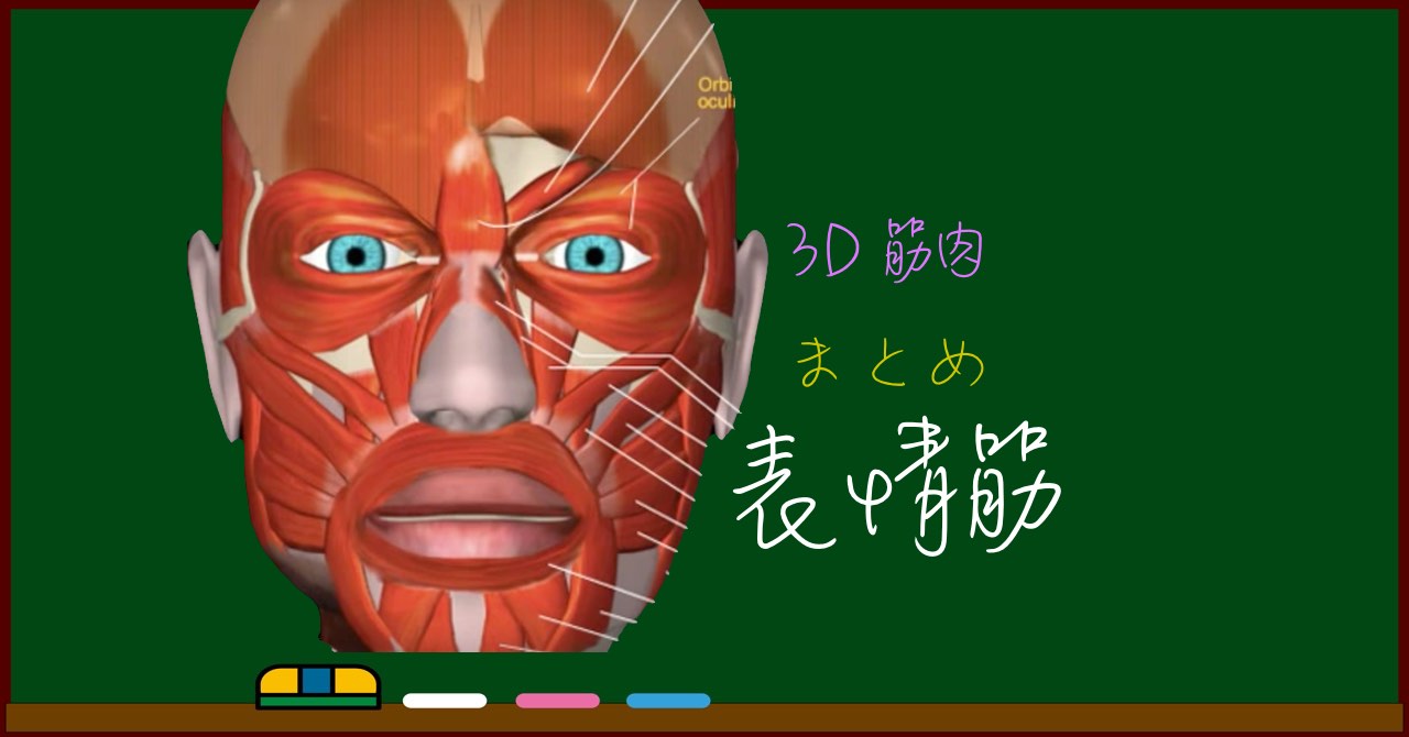 お顔の筋肉・表情筋【3D解剖学】